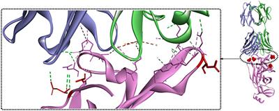 Structures of the SARS-CoV-2 spike glycoprotein and applications for novel drug development